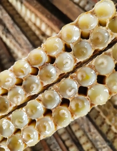 蜂王浆的青春密码:科学揭秘女性抗衰老的天然力量 蜂王浆的青春密码:科学揭秘女性抗衰老的天然力量