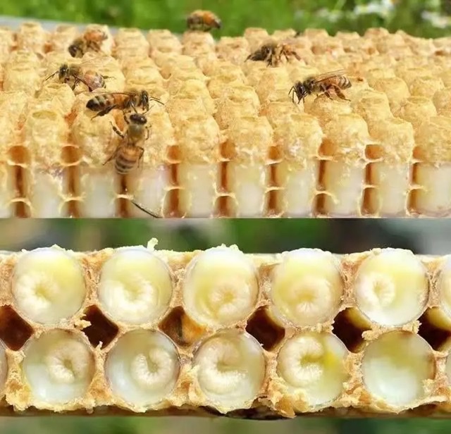 ഺ룺ѧŮԿ˥ϵȻ