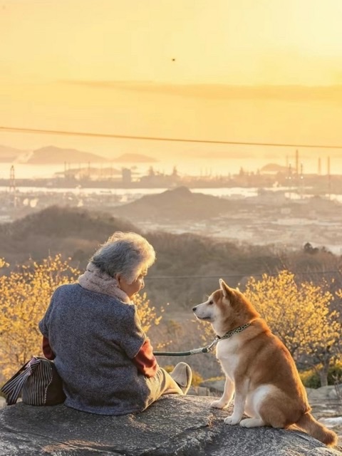 老人与狗:相伴一生的忠诚 老人与狗:相伴一生的忠诚