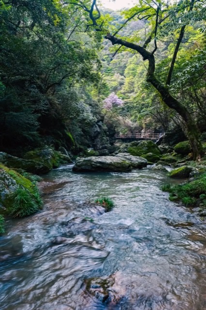 仙寓山康养记:栖居王村,品味自然滋养 仙寓山康养记:栖居王村,品味自然滋养