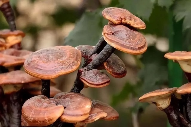 珍视灵芝:为老年人健康构筑坚固防线 珍视灵芝:为老年人健康构筑坚固防线