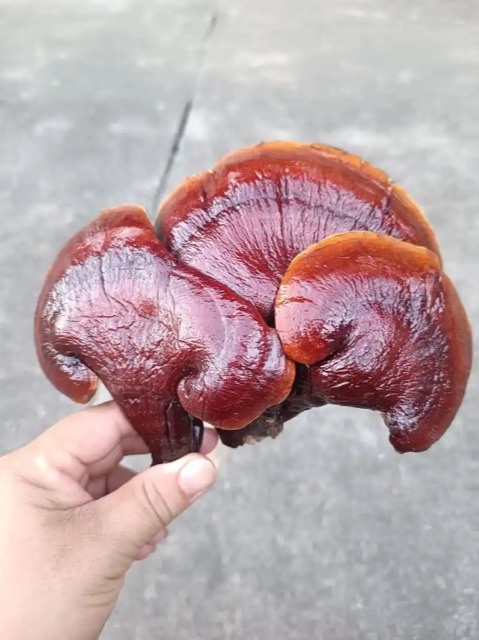 珍视灵芝:为老年人健康构筑坚固防线 珍视灵芝:为老年人健康构筑坚固防线