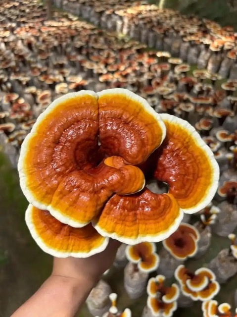 珍视灵芝:为老年人健康构筑坚固防线 珍视灵芝:为老年人健康构筑坚固防线