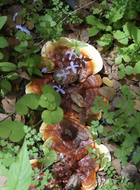 珍视灵芝:为老年人健康构筑坚固防线 珍视灵芝:为老年人健康构筑坚固防线
