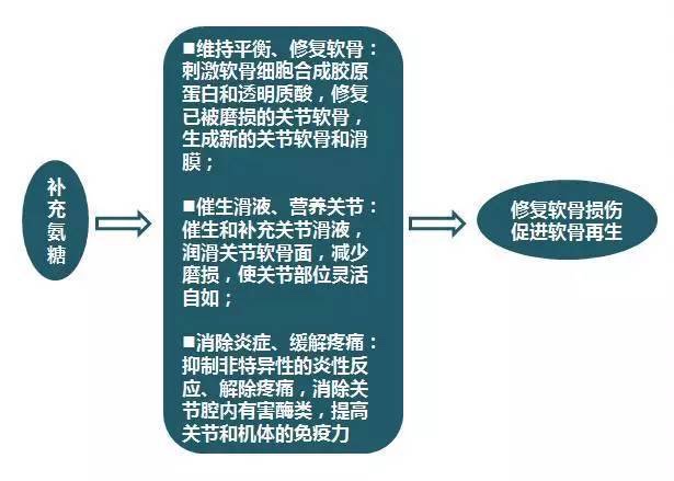 聚焦中老年人骨关节疾病:探寻氨糖补充的奥秘 聚焦中老年人骨关节疾病:探寻氨糖补充的奥秘