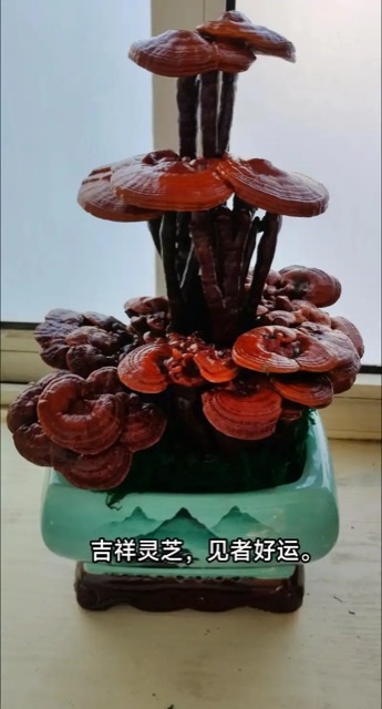 灵芝新发现:稳定老年情绪、抵御痴呆的天然良方 灵芝新发现:稳定老年情绪、抵御痴呆的天然良方