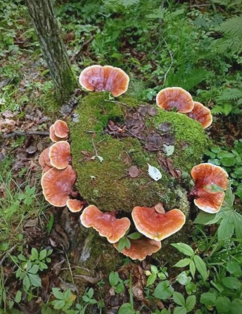 灵芝新发现:稳定老年情绪、抵御痴呆的天然良方 灵芝新发现:稳定老年情绪、抵御痴呆的天然良方