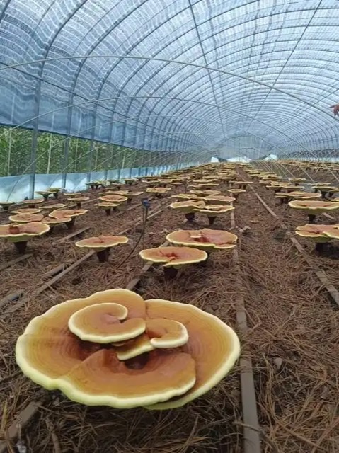 灵芝新发现:稳定老年情绪、抵御痴呆的天然良方 灵芝新发现:稳定老年情绪、抵御痴呆的天然良方