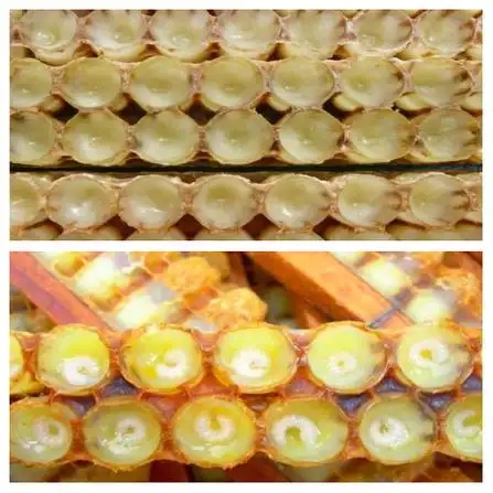 蜂王浆抗衰老新突破:亚洲抗衰老医学研究院带来前沿发现 蜂王浆抗衰老新突破:亚洲抗衰老医学研究院带来前沿发现