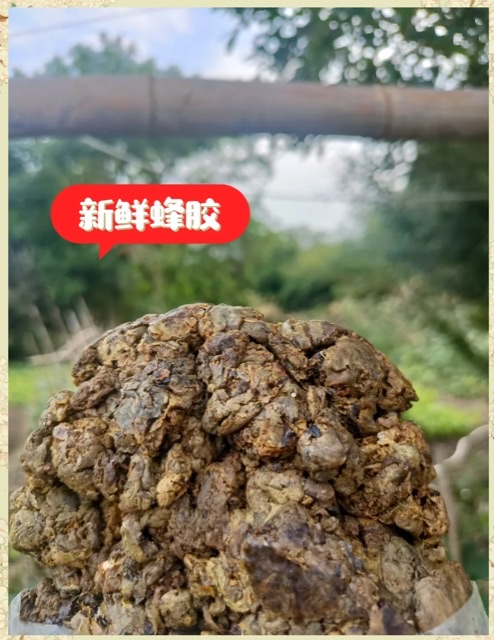 复方蜂胶产品受热捧,健康新选择引领养生潮流 复方蜂胶产品受热捧,健康新选择引领养生潮流