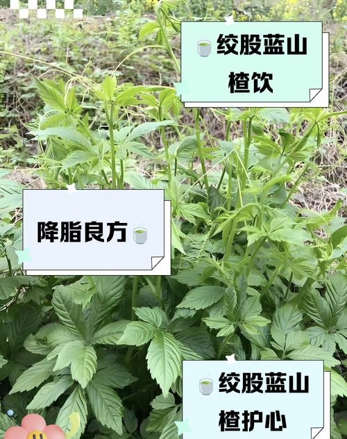 《“神仙草”绞股蓝:老中医讲述的本草传奇与养生密码 《“神仙草”绞股蓝:老中医讲述的本草传奇与养生密码