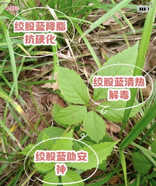 《“神仙草”绞股蓝:老中医讲述的本草传奇与养生密码 《“神仙草”绞股蓝:老中医讲述的本草传奇与养生密码