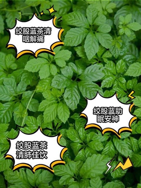 《“神仙草”绞股蓝:老中医讲述的本草传奇与养生密码 《“神仙草”绞股蓝:老中医讲述的本草传奇与养生密码