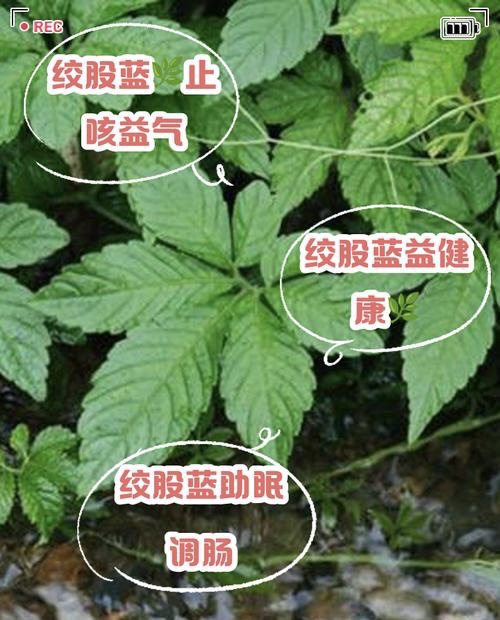 《“神仙草”绞股蓝:老中医讲述的本草传奇与养生密码 《“神仙草”绞股蓝:老中医讲述的本草传奇与养生密码
