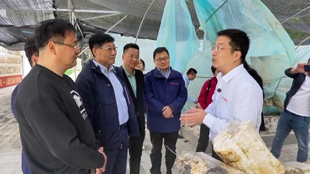 探寻“好灵芝 康希造”背后:安徽康希药业的全方位发展密码 探寻“好灵芝 康希造”背后:安徽康希药业的全方位发展密码