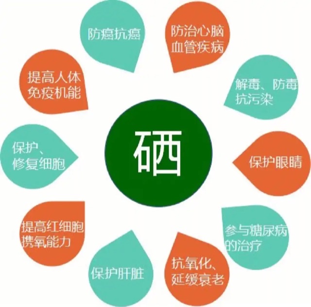 男性健康的“幕后英雄”:不可或缺的硒元素 男性健康的“幕后英雄”:不可或缺的硒元素