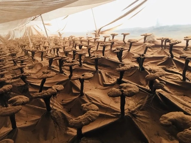 灵芝的奇妙蜕变:从微观孢子到传奇仙草的成长之路 灵芝的奇妙蜕变:从微观孢子到传奇仙草的成长之路