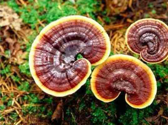 肿瘤患者为何青睐灵芝孢子油?从传统智慧到科学验证的答案 肿瘤患者为何青睐灵芝孢子油?从传统智慧到科学验证的答案