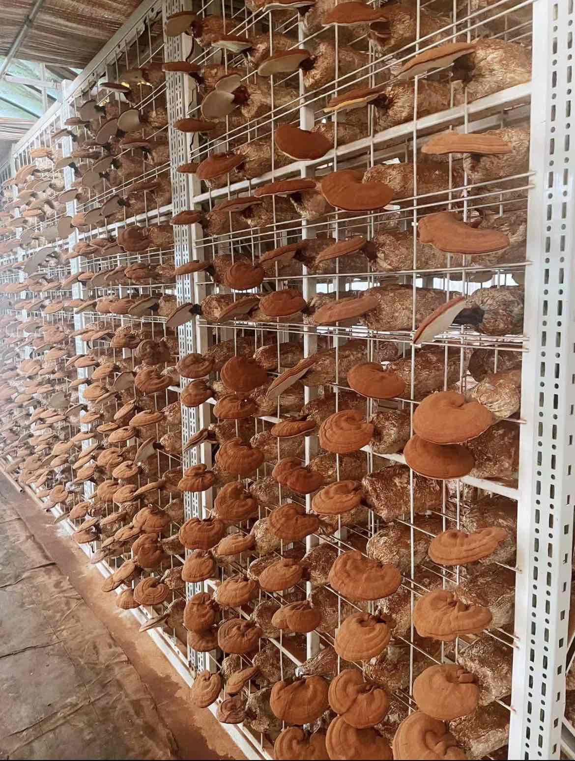 政府组织研修:以“强毅力行”弘扬张謇精神 赋能高质量发展 政府组织研修:以“强毅力行”弘扬张謇精神 赋能高质量发展