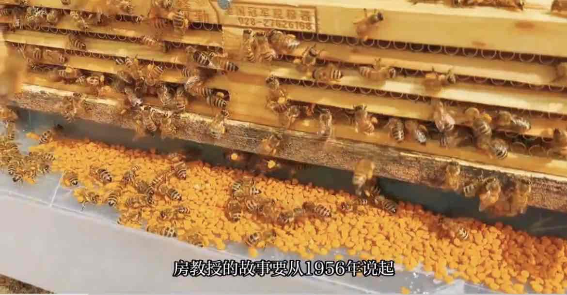 房柱教授:蜂疗界的拓荒者,以蜂为刃守护生命健康 房柱教授:蜂疗界的拓荒者,以蜂为刃守护生命健康