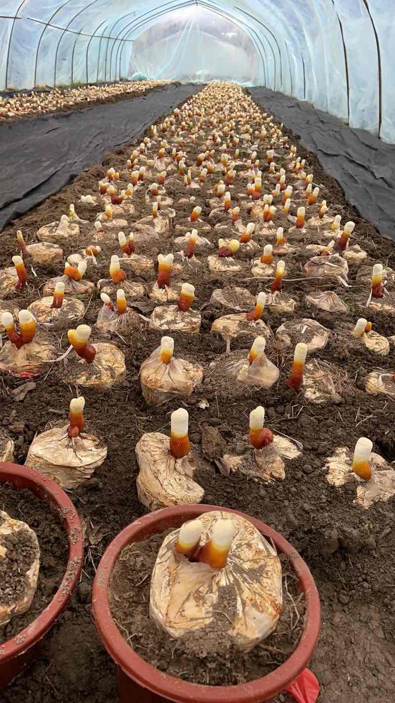 灵芝幼苗:方寸之间的自然精粹、生命潜能及科学服用方法 灵芝幼苗:方寸之间的自然精粹、生命潜能及科学服用方法