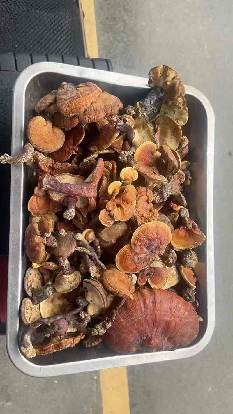 灵芝幼苗:方寸之间的自然精粹、生命潜能及科学服用方法 灵芝幼苗:方寸之间的自然精粹、生命潜能及科学服用方法