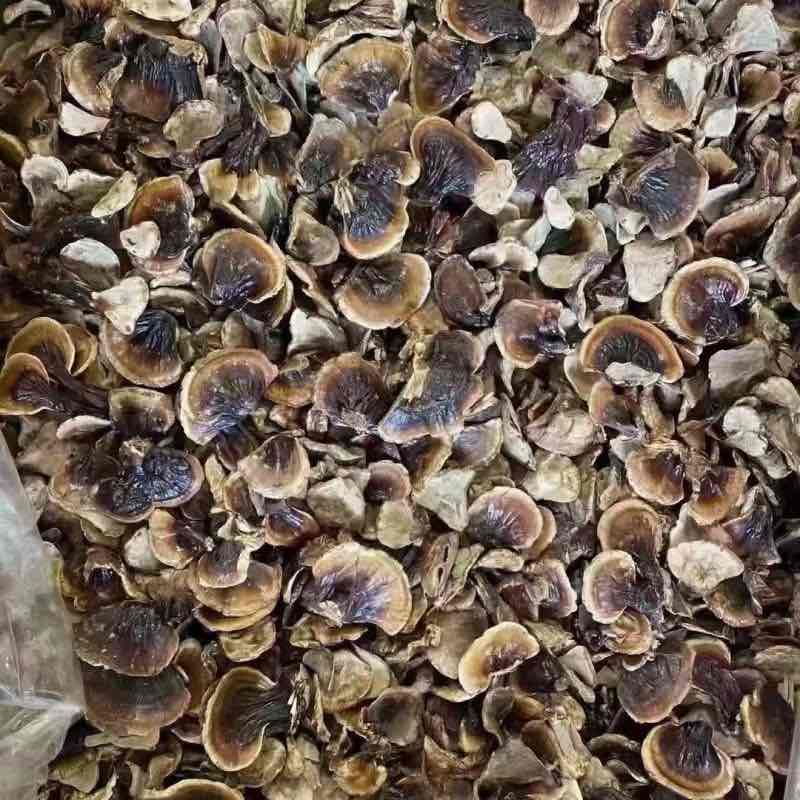 灵芝幼苗:方寸之间的自然精粹、生命潜能及科学服用方法 灵芝幼苗:方寸之间的自然精粹、生命潜能及科学服用方法