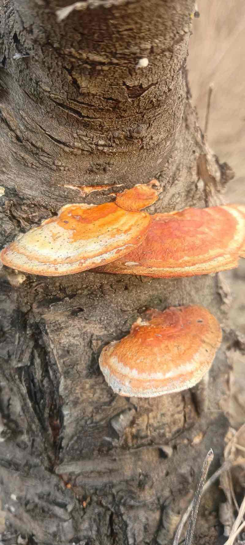 灵芝幼苗:方寸之间的自然精粹、生命潜能及科学服用方法 灵芝幼苗:方寸之间的自然精粹、生命潜能及科学服用方法