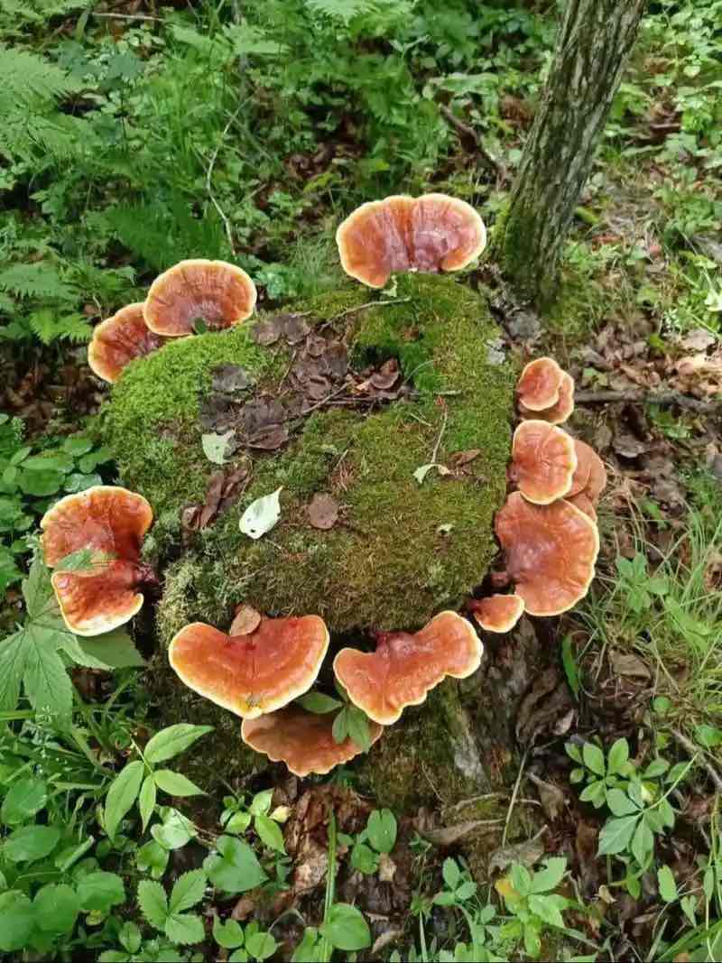 灵芝幼苗:方寸之间的自然精粹、生命潜能及科学服用方法 灵芝幼苗:方寸之间的自然精粹、生命潜能及科学服用方法