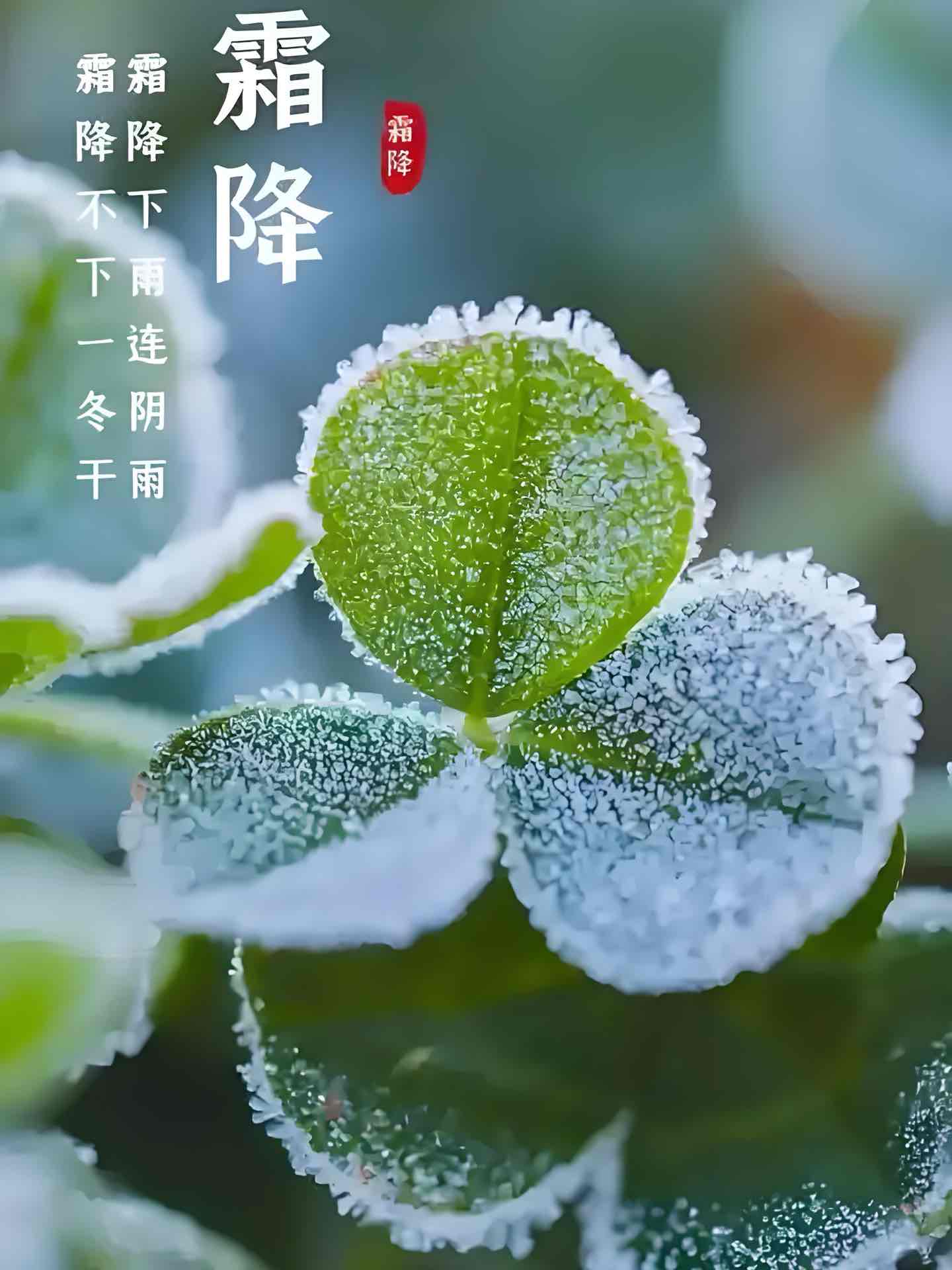 霜降赶重阳,四怪现秋光:农谚里的冬意密码 霜降赶重阳,四怪现秋光:农谚里的冬意密码