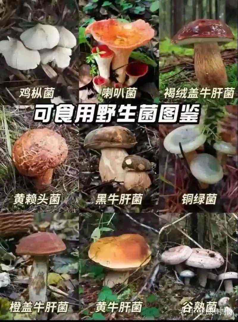 菌香伴岁月:老年人常吃食用菌,为健康添活力 菌香伴岁月:老年人常吃食用菌,为健康添活力