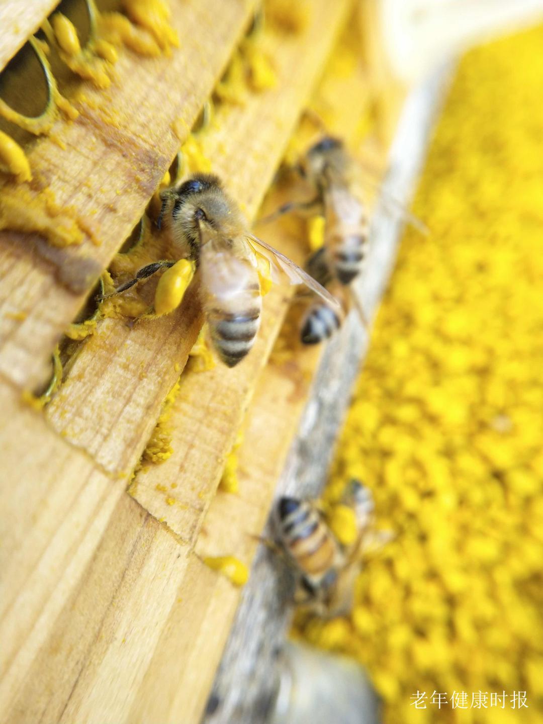 蜂花粉的营养真相:不神化也不低估的天然营养库 蜂花粉的营养真相:不神化也不低估的天然营养库