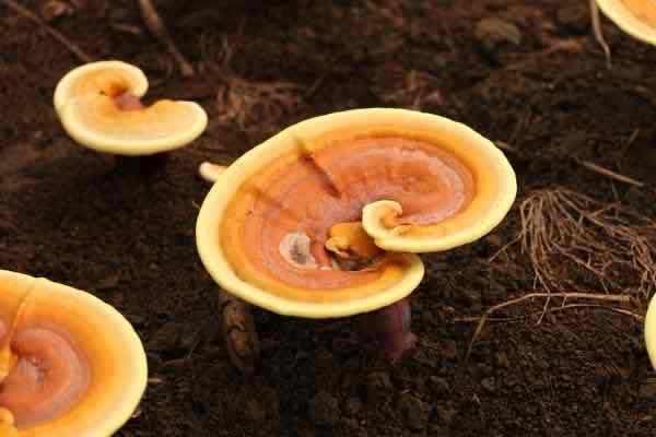 ֹ֥ǱʳƷǧ괫еġƽʦ