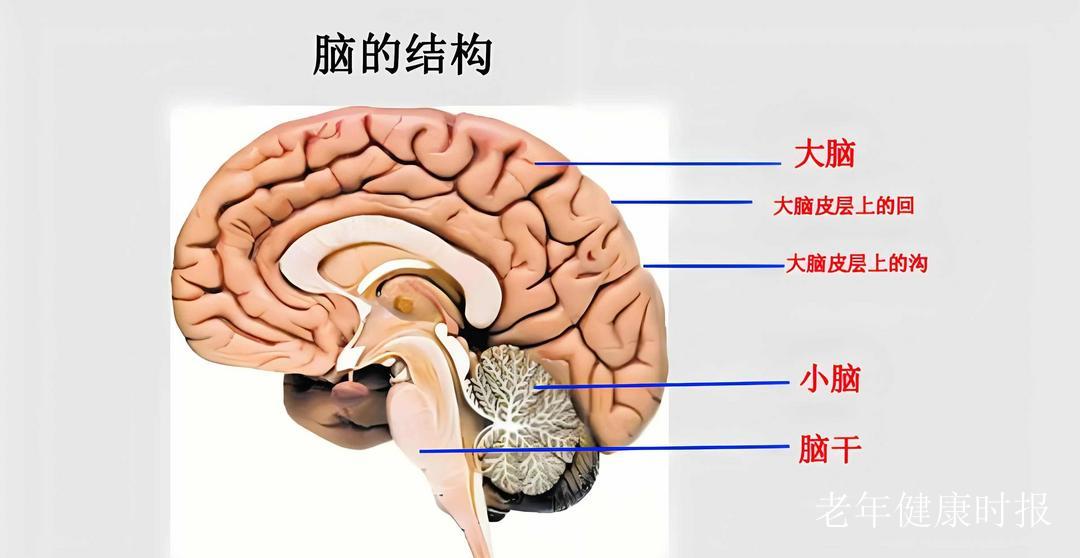 研究发现大脑“断崖式衰老”的3个年龄:57岁、70岁和78岁 做好这几点,延缓认知衰退 研究发现大脑“断崖式衰老”的3个年龄:57岁、70岁和78岁 做好这几点,延缓认知衰退