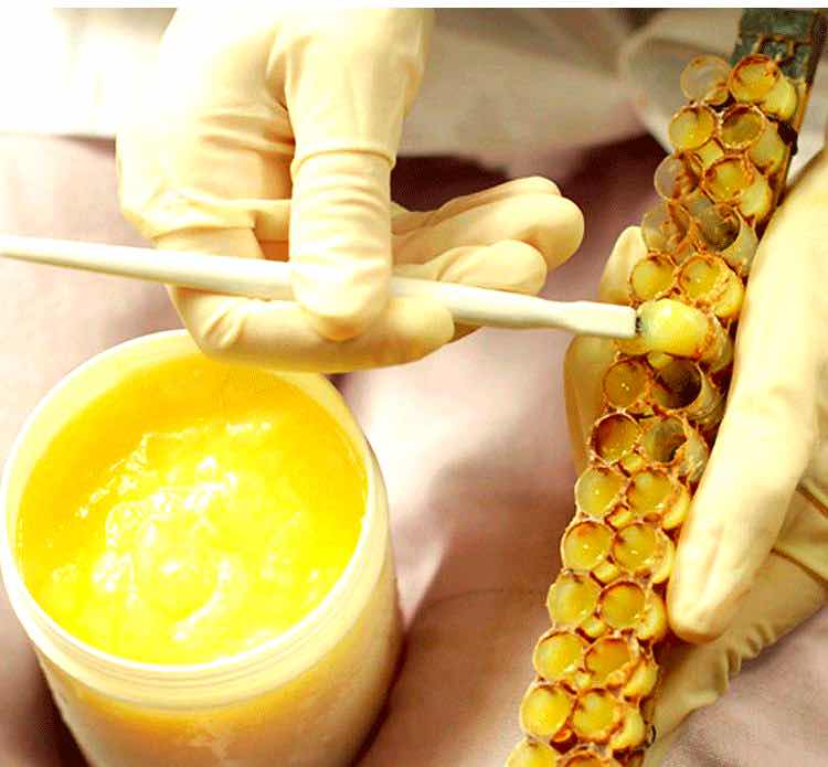 蜂王与工蜂的寿命差30倍!蜂王浆里藏着长寿线索 蜂王与工蜂的寿命差30倍!蜂王浆里藏着长寿线索