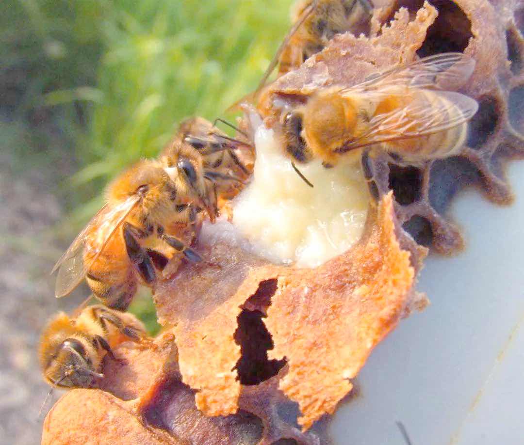 蜂王与工蜂的寿命差30倍!蜂王浆里藏着长寿线索 蜂王与工蜂的寿命差30倍!蜂王浆里藏着长寿线索