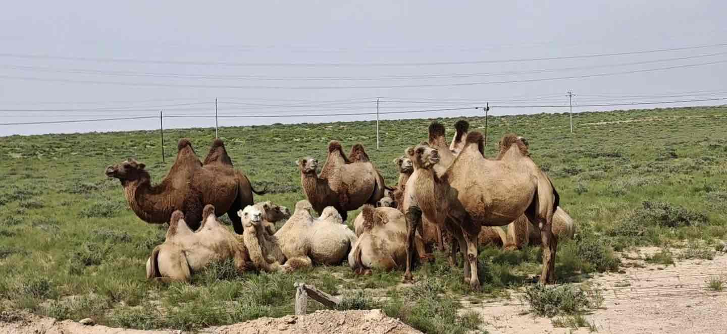 ɳĮ�׽𱣻�������һ������Ϊ���꽡��������